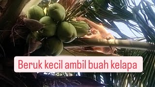 beruk petik kelapa hampir terkena kepala ibu ibu ❗❗