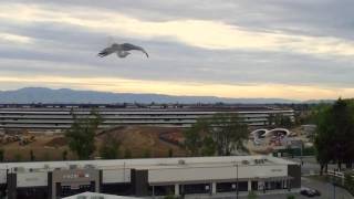 Phantom 4 Pro~Disaster averted~Seagull~filmed in 4k 60fps