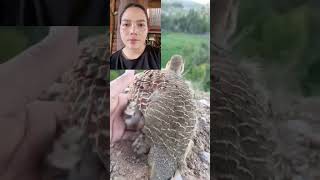 survival in nature #animals #trending #puppy #pets #love #onlyߙjesus #food #petlover #cute