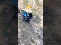 Cute Bee So Lovely 🐝💛 | Amazing Nature Short #trending