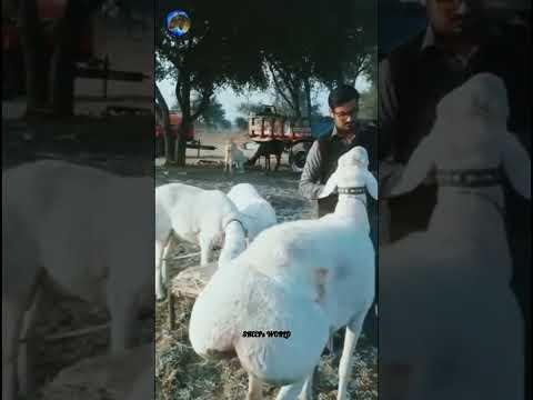 Beautiful balkhi dumba