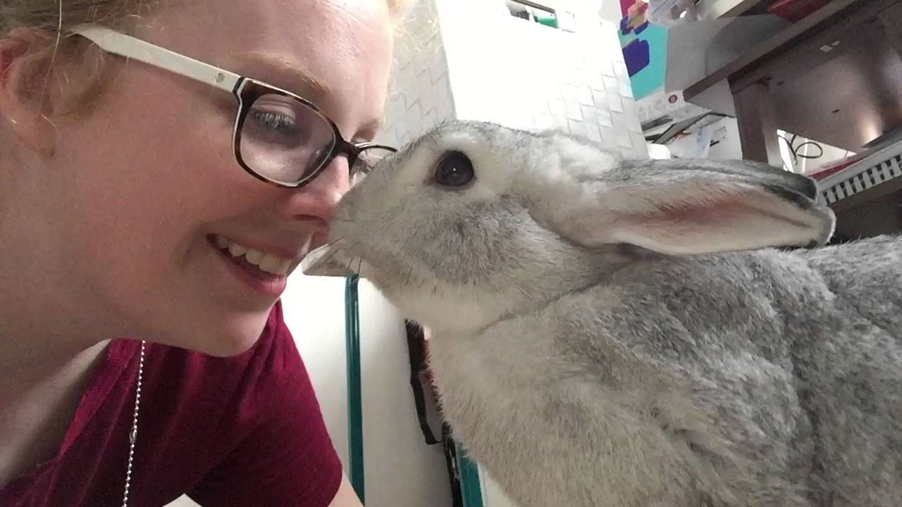 Mr & Mrs Rad Ep. #11 ~ Toast Wars, Random Cats & Bunny Kisses vlogs in spanish