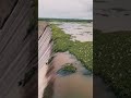 These Plants Can Destroy Dams 😨#facts #trending