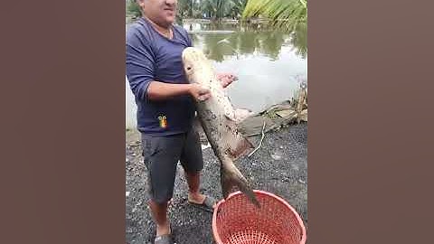 Vlogs 270 Báo cá - Hồ Câu Tân Bình Dương 0865118773 KP3, P. Tân Định, Bến Cát, Bình Dương