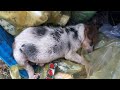 Rescue abandoned, starving puppy and wait to die in the trash | Asian Pet Rescue Center