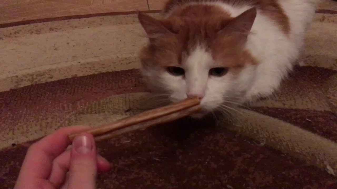 Обзор на лакомство от TitBit