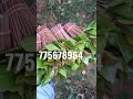 قات قصري تخازين الرقو صبيا الخميس الداير ابوعريش 967775678964 قات قصري تخازين الرقو صبيا الخميس الداير ابوعريش 967775678964