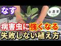 【なす】最初の植え方で決まる！厄介な虫から守る植え付け方法と管理のポイント