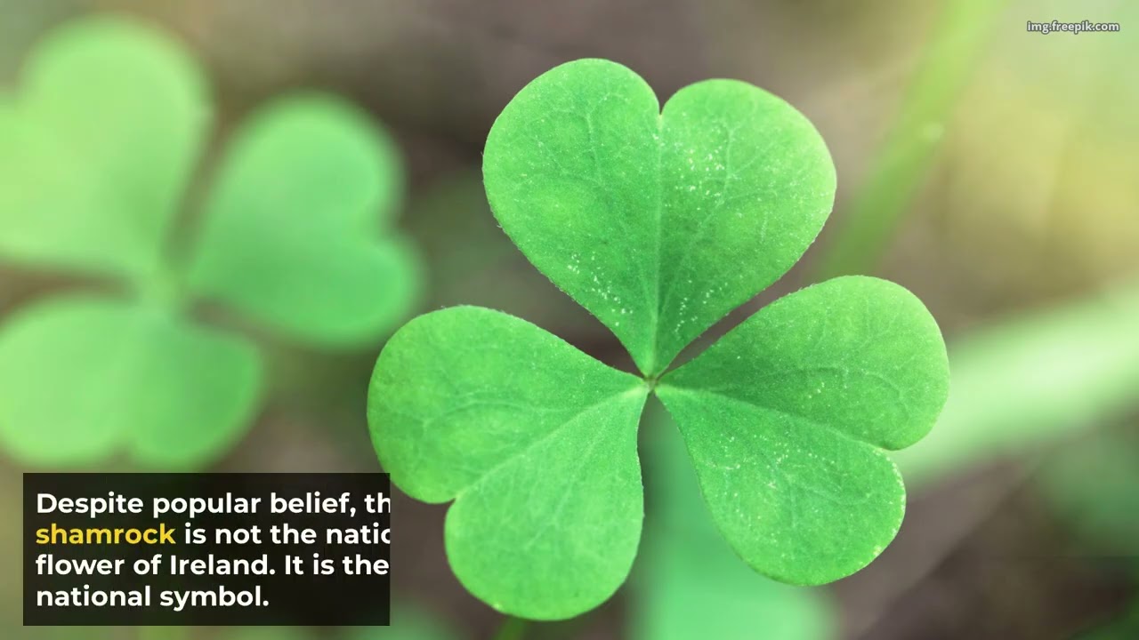 SHAMROCK,  Symbol of IRISH IDENTITY, 🇮🇪 ❤️🇸u🇺b🇧s🇸c🇨r🇷i🇮b🇧e🇪❤️