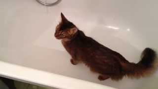 Bath time by fryga 108 views 8 years ago 4 minutes, 3 seconds