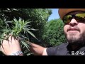 How to grow mendo dope august update