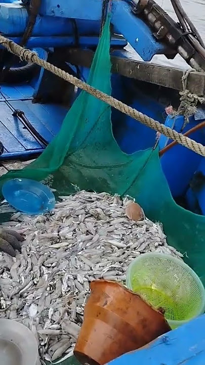 nelayan dapat cumi #nelayan #nelayanstory #mancingmania #mancing #nelayanhilang
