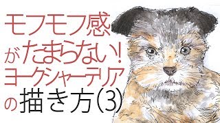 ヨーキーの描き方 How To Draw Yorkie 3 実速 実況 高画質 描き語り でジックリ解説の40分 ペンと水彩絵絵具 ペン入れ 影付け 水彩 Youtube