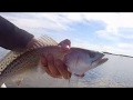 Fall Florida Trip, Day 5: More Fishing and Failed Shelling!