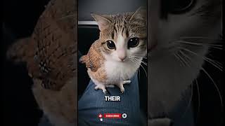 Can Cats Understand Human? #cats #catfacts #catlover #catsoftiktok #animals #america #english