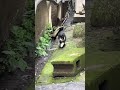 猫がいた#shorts