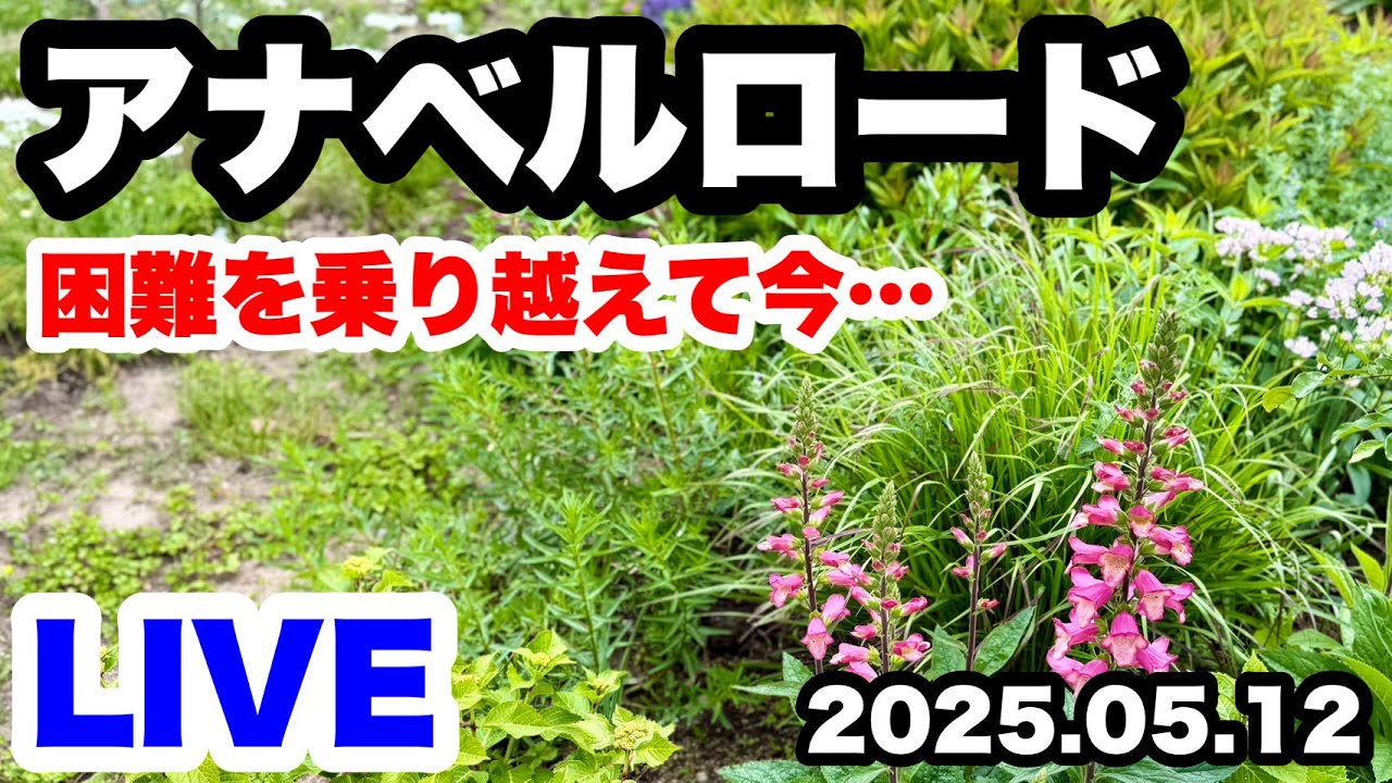 ◇I want to see what Annabelle Road looks like now❗️'Mid-May
