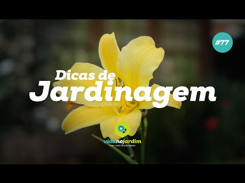 Vídeo: Como a jardinagem reduz o estresse?