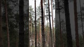 Nature ASMR #survival #4k Forest