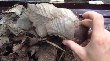 Củ tắc kè đá ( cốt toái bổ )