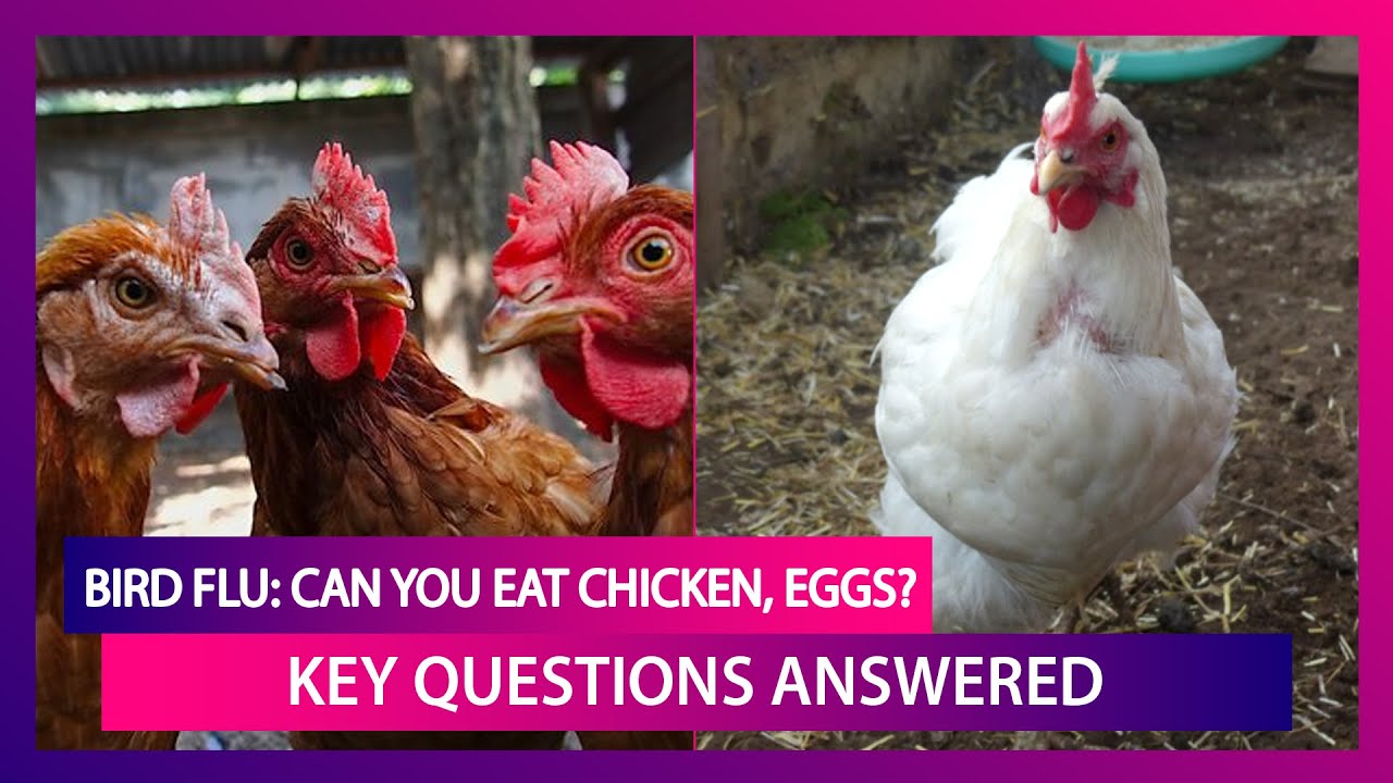 Bird Flu FAQs Is It Safe To Eat Chicken, Eggs? Do Humans Get Infected