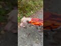 Weimaraner Liebe Endlos Hunting Dog