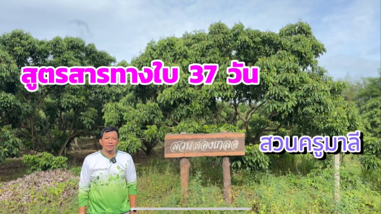 สูตรสารทางใบนายชาตรี สวนครูมาลี ลำไย 37 วัน