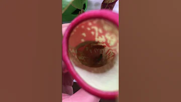 Непентес может переварить настоящее мясо?!😱