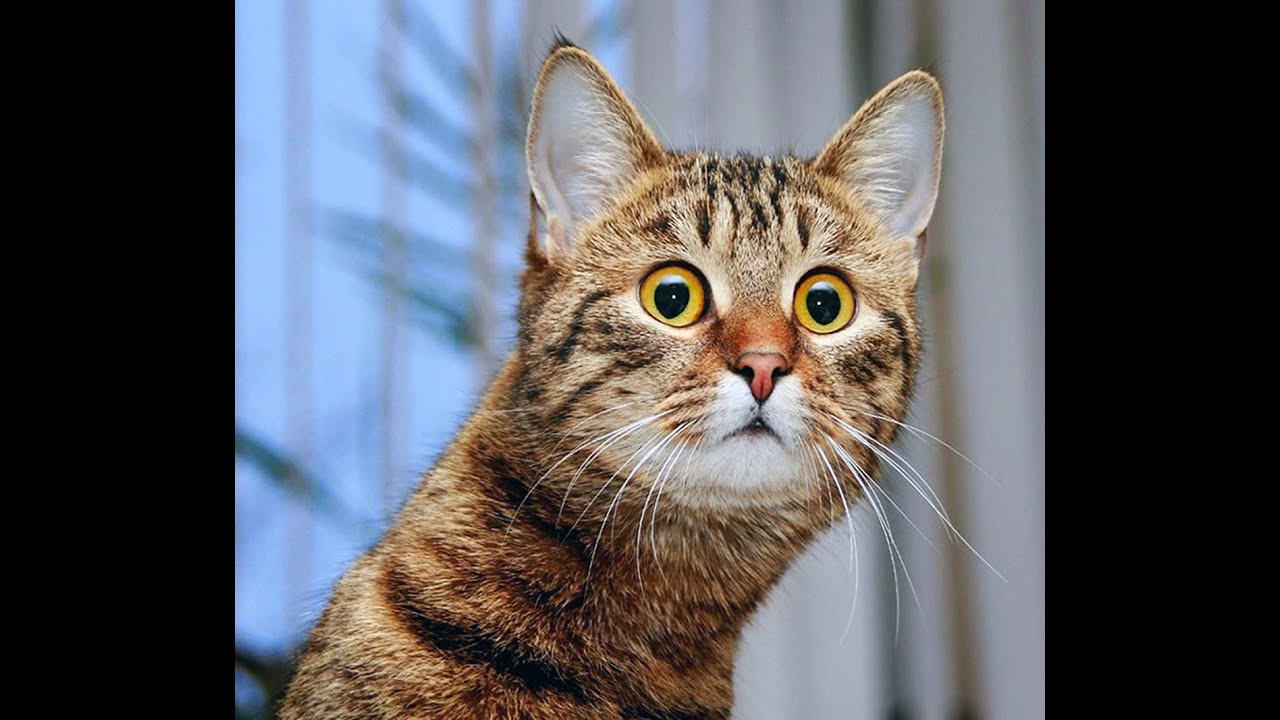 Удивленный котик