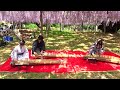 加須市・玉敷公園の藤の花と琴の演奏　2026年4月26日
