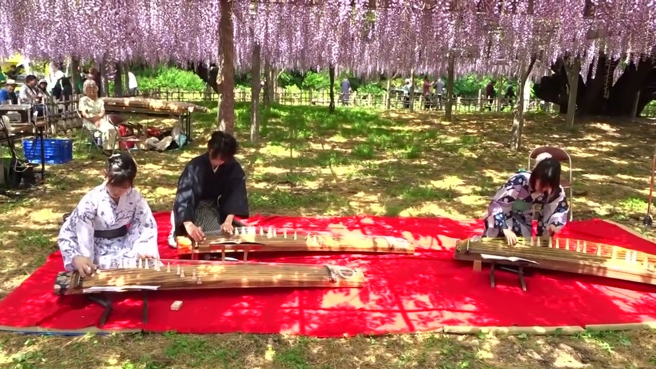 加須市・玉敷公園の藤の花と琴の演奏　2026年4月26日