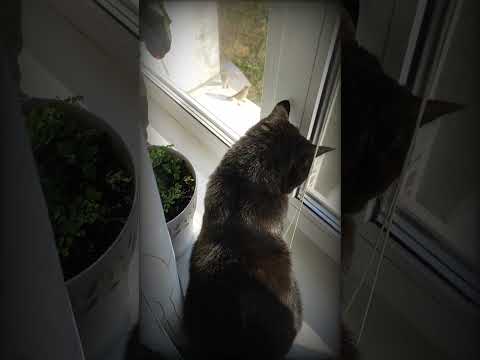 Котик та горобці