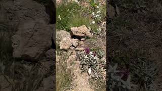 Edelweiss Blumen