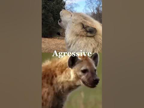 Grey wolf VS Spotted hyena #shorts #whoisstrongest - YouTube