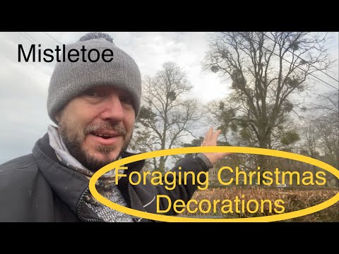 Find and identify mistletoe. Forage this winter decoration for free