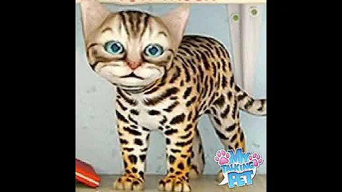 Video 10143991: bengal cat training, bengal cat pet, cats hate