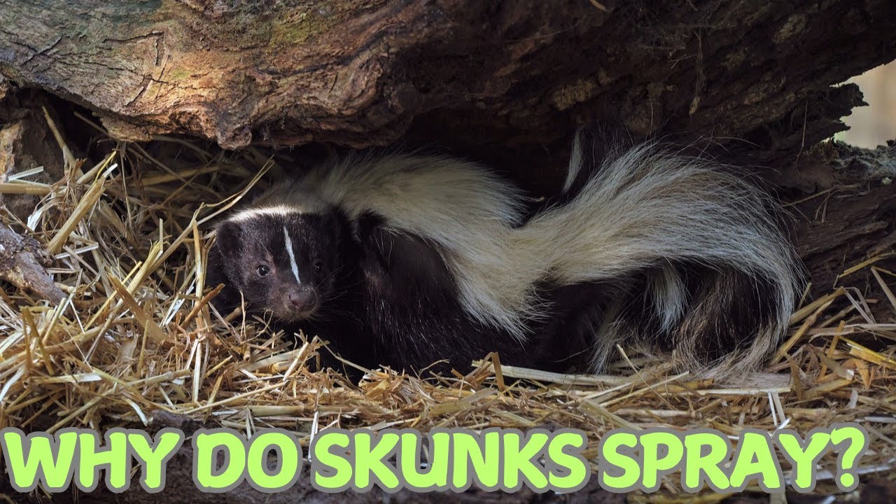 Why Do Skunks Spray? 🦨🌬️💨 - YouTube