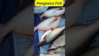#pangasius fish #freshwater fish culture #No. 3 Freshwater Farmed Fish All Over the World