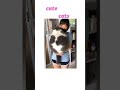 Funny Cats Compilation Most Popular 