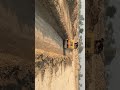 Bed Compaction 4