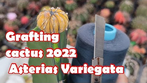 Grafting cactus 2022| Asterias Variegata - Tháp Xương Rồng Aster full Lem Vàng