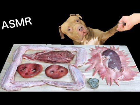 【閲覧注意ASMR】家鴨の手羽先を噛み砕く犬が可愛すぎる