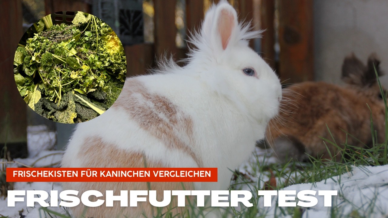Frischfutter Shops für Kaninchen im Vergleich🥦🥬 Unsere Erfahrungen