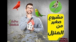 اسهل مشروع مربح في المنزل من الطيور + تغريد متنوع للحسون الجزائري