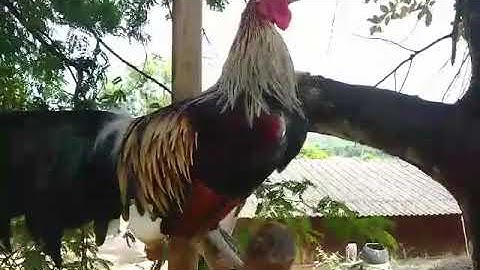 ไก่ต่อหนุ่มๆสีเบญจรงค์(Qaib dib seb liab daj zoo nraug)