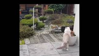 When human tells you to go inside but you just don't feel like it....
