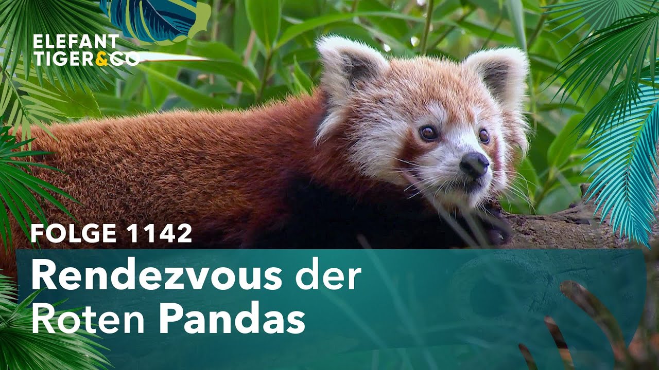 Erstes Treffen der Roten Pandas (Folge 1142) | Elefant, Tiger & Co. | MDR