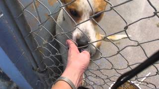 *URGENT* DOGS (14!!) for ADOPTION @ North Platte Animal Shelter ~ 8-2-2013