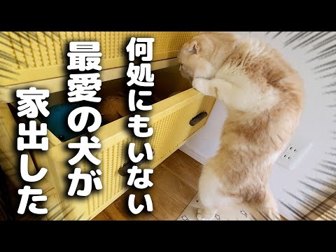 最愛の犬が家出したと思い必死で探す子猫がこちら...