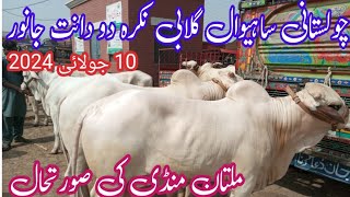 Multan Bachra Mandi Fresh Update 10 July 2024 Choolistani Sahiwal Do Dant Janwar